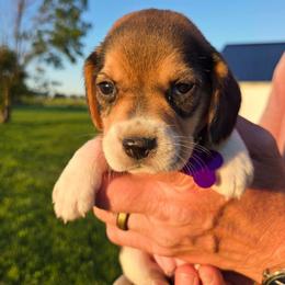 Abigail - Blue tan and white female Beagle puppy in Bethany, Missouri from Fox Creek Beagles