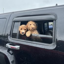 Bernedoodle, Goldendoodle, and Poodle Puppies from Poodle and Doodle Haven
