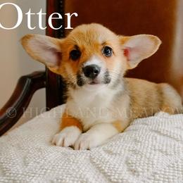 Otter - Red male Pembroke Welsh Corgi puppy in Bend, Oregon from Highland Meadow Corgis