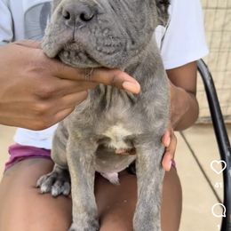 Grey - Gray female Cane Corso puppy in Lewisville, Denton County, Texas from Trained To Go Corso Kennels (T.T.G. Corso Kennels)