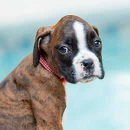 Captain America (Cap) - Brindle male Boxer puppy in Georgia from Stephanie’s Boxers