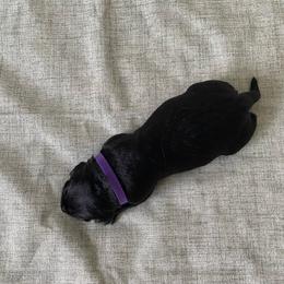 Ms. Purple - Black female Labrador Retriever puppy in New Hanover, New Jersey from Misty Labs