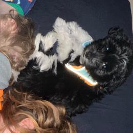Iroh - Coton de Tulear