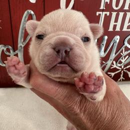 Cream (Black Collar) - Cream male French Bulldog puppy in Smithfield, North Carolina from Roughneck Frenchies