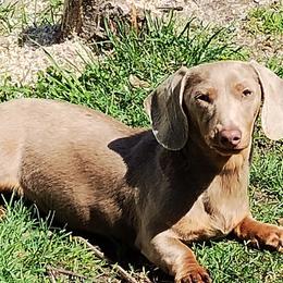 Tilly - Dachshund