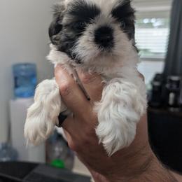 Shih Tzu Puppies from Leander Shih Tzu