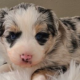 BMF "Pepper" SOLD - Miniature Australian Shepherd puppy in Smiths Station, Alabama from Double T Mini Aussies