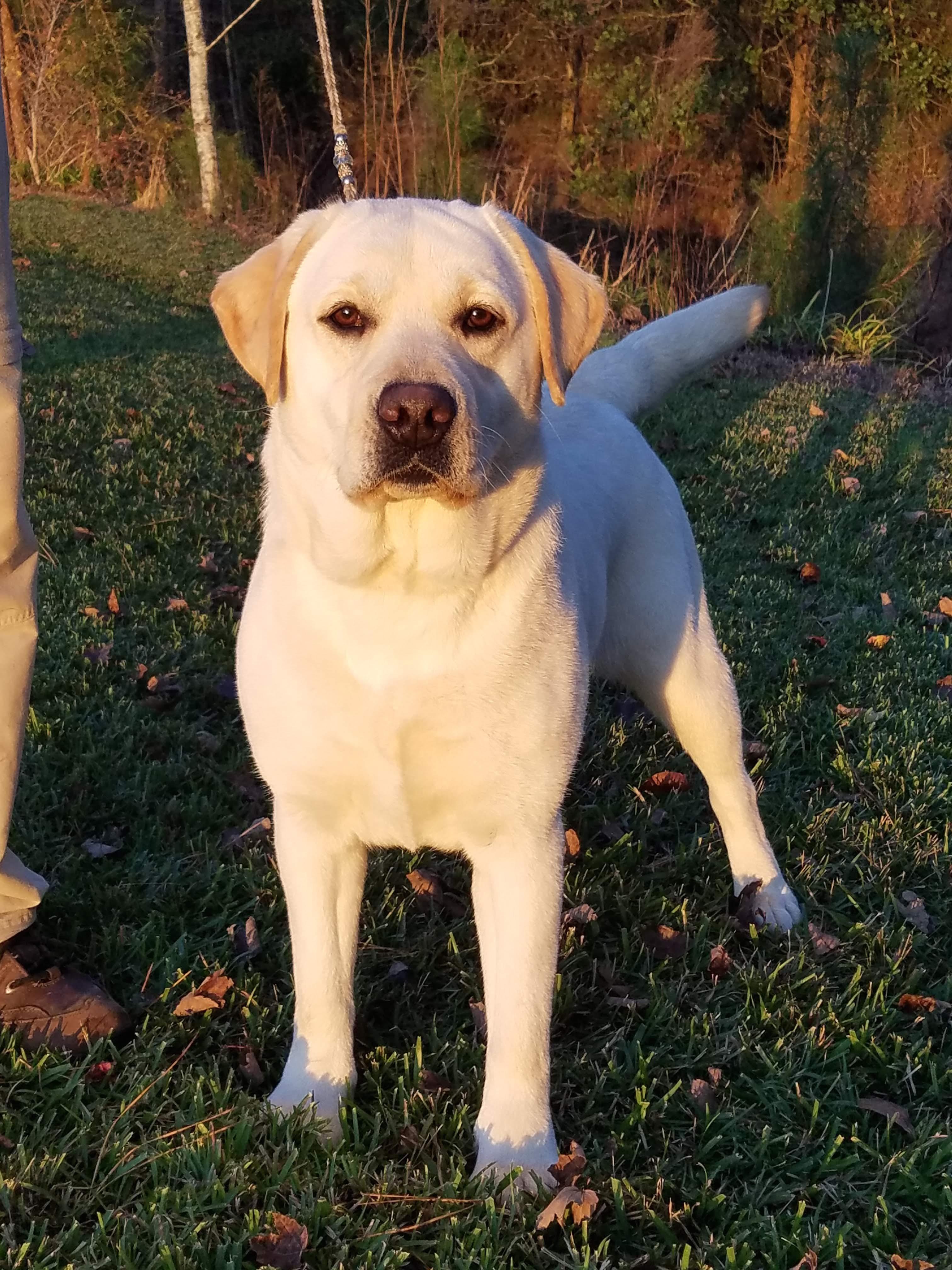 Rockycreek in New Jersey | Labrador Retriever and Norwich Terrier