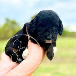 Grey - Tri-color male Bernedoodle puppy in Rockwall, Texas from Glory Doodles