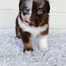 Stitch - Red merle male Miniature Australian Shepherd puppy in Pollok, Texas from Pineywoods Pups