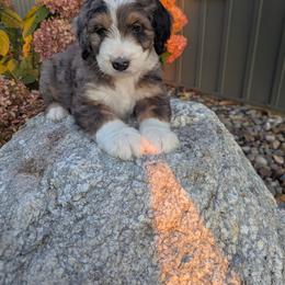 Zane - Blue merle male Bernedoodle puppy in Beach City, Ohio from Blue Cloud Doodles
