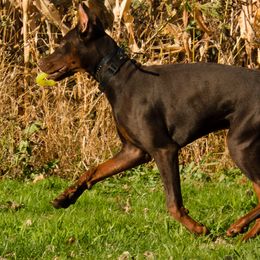 Doberman Pinscher and French Bulldog All Grown Up from The Defender Farm