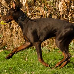Doberman Pinscher and French Bulldog All Grown Up from The Defender Farm