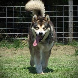 Kenai - Alaskan Malamute