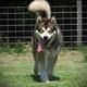 Kenai