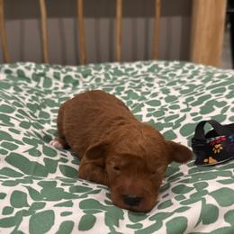 Peter - Red  male Goldendoodle puppy in Camden, North Carolina from Oopsie Doodles of NC