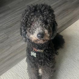 Brewster - Black male Goldendoodle puppy in Arlington, Texas from Chambers Doodle Patch
