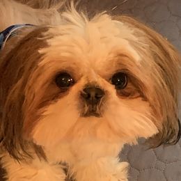 Squirrel - Shih Tzu