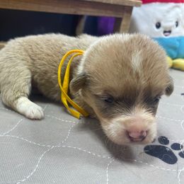 Bernadette - Sable female Pembroke Welsh Corgi puppy in Apison, Tennessee from Ashmore Corgis