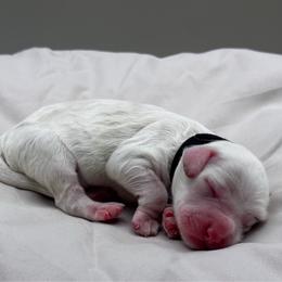 Violet - Buff and white female Cockapoo puppy in Claremont, North Carolina from Magnolia Grove Farms