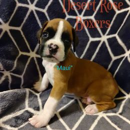 Boxer Puppies from Desert Rose Boxers
