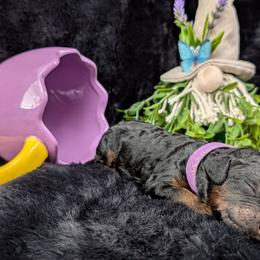 Frigg - Phantom female Poodle puppy in Mongomery, Texas from Celestial Jewels Poodles
