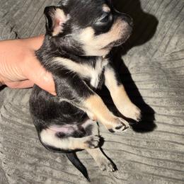 Aria - Black sabled fawn female Chihuahua puppy in Washington, Washington, D.C. from VIP Chihuahuas