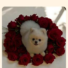 Cavapoo All Grown Up from Carolina Canines