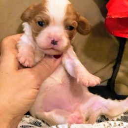 Cavalier King Charles Spaniel Puppies from Amber Field Cavaliers