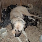 Boy-1 - White male Anatolian Pyrenees puppy in Marysville, Ohio from Brotherton Family Farms
