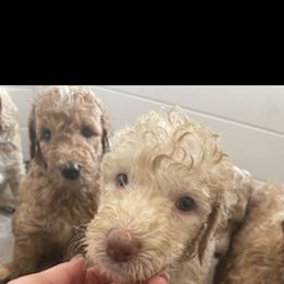 Girl 5 - Poodle puppy in Florida from Reignbow Poodles