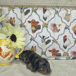 Briggs - Dapple male Dachshund puppy in Wellborn, Florida from Azalea Acres Mini Doxies