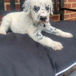 Dalmatian Puppies from Clarks 101 Dalmatians