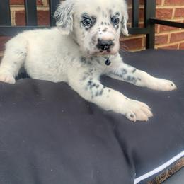 Dalmatian Puppies from Clarks 101 Dalmatians