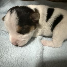 Girl 3 - Tri-color female Jack Russell Terrier puppy in Yakima County, Washington from Saddle Rock Kennels
