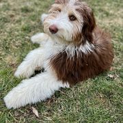 "Clementine (Justice from the Patriotic litter)" Bordoodle Puppies from Brisby Bordoodles