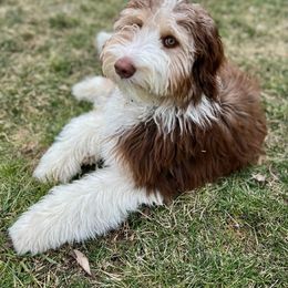 "Clementine (Justice from the Patriotic litter)" Bordoodle Puppies from Brisby Bordoodles