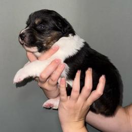 Griffin - Black tri-color male Australian Shepherd puppy in Weeki Wachee, Florida from Ace of Spades Australian Shepherds