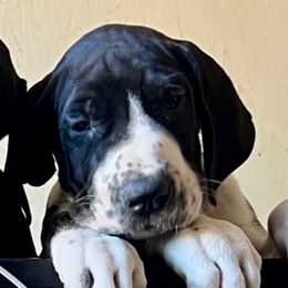 Daisy - Mantle female Great Dane puppy in Clayton, Washington from DaneLand Farm