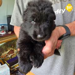 Coltrane (Tribute) - Black male German Shepherd puppy in Columbus, Indiana from Stony Lonesome GSD