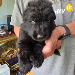 Coltrane (Tribute) - Black male German Shepherd puppy in Columbus, Indiana from Stony Lonesome GSD