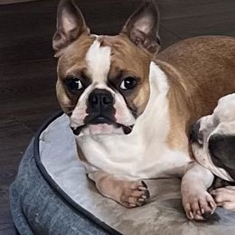 Jasper - Boston Terrier