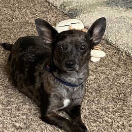 Silver - Chihuahua