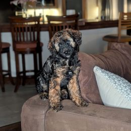 Orange Boy, Sable - Wheaten male Whoodle puppy in Kalispell, Montana from Countryman Whoodles