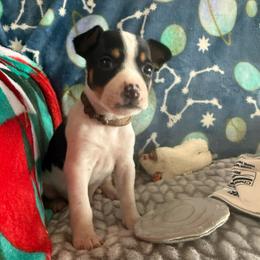 Jasper - Black white and tan male Rat Terrier puppy in Molalla, Oregon from The Puppy Patch Rat Terriers