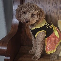 Assorted Doodle Crosses from Mini Doodle Dandies