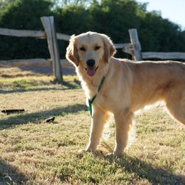 BZ - Golden Retriever