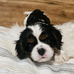 AKC Sirius - Tri-color male Cavalier King Charles Spaniel puppy in Bonney Lake, Washington from House of Happy Cavaliers