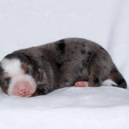 Goldie - Blue merle female Miniature Australian Shepherd puppy in Foxworth, Mississippi from Ten Mile Aussies