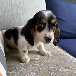 Boy 1 - Piebald male Dachshund puppy in Monetta, South Carolina from Moonrise Poodles